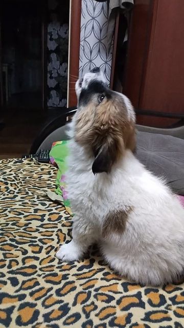 Биму полтора месяца