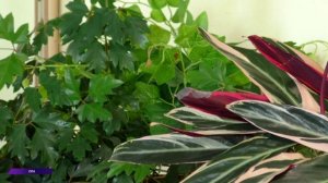 Информационная программа Эхо дня 1 апреля 2026