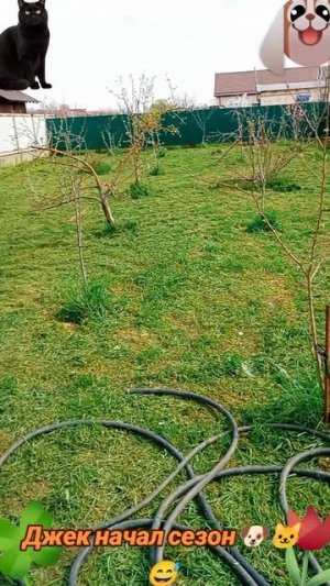 Джек начал сезон🐶 🐱😅