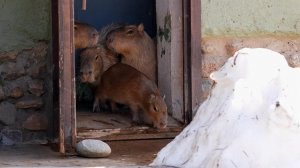 В Московском зоопарке капибары, гориллы и пернатые вышли на улицу после зимовки.
