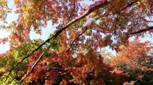 ТИХАЯ МУЗЫКА ДЛЯ ДУШИ