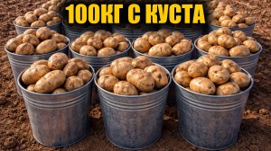 Урожай КАРТОФЕЛЯ 100кг с КУСТА! Китайский метод выращивания картофеля повышает урожай
