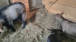 ГОНИМ ПАРАЗИТОВ КАЖДУЮ ВЕСНУ