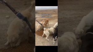 Умейте отличать людей искренне любящих животных от имитаторов вымогателей