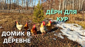 ДОМИК В ДЕРЕВНЕ Земля отошла и можно уже снимать дерн для кур Сбор яиц
