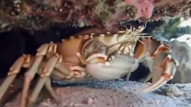 #crab #underwater #ocean #sealife #fyp