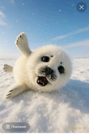 нерпинарий