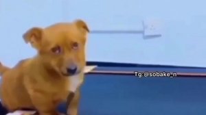 Ленивая собачка