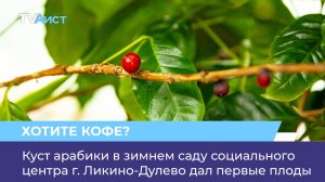 Куст арабики в зимнем саду социального центра г. Ликино-Дулёво дал первые плоды