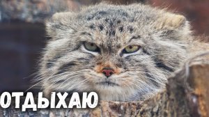 Манул Пепе отдыхает, но контролирует обстановку вокруг. Ленинградский зоопарк