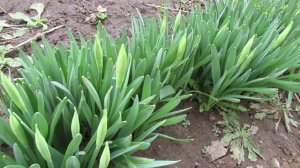 Подкормка нарциссов весной: выбираем правильное удобрение