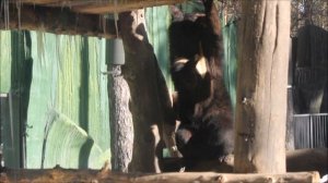 Уссурийский белогрудый медвежонок сбивает сосульки 31.03.2026