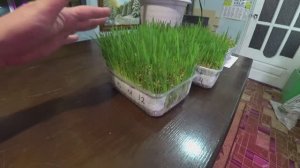 Как вырастить травку для животных