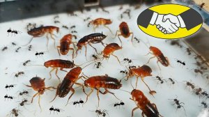 Муравьи подружились с Тараканами и едят из одной тарелки! Как такое возможно???