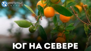 На территории дорожного предприятия выращивают лимоны, бананы и ананасы