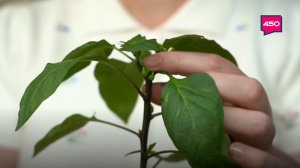 Пересаживаем томаты и перцы. Дачные сезоны