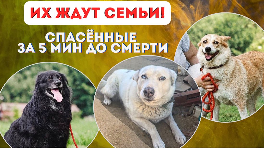 Связь обрывается... Но три собаки ждут свой билет ДОМОЙ!