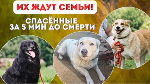 Связь обрывается... Но три собаки ждут свой билет ДОМОЙ!