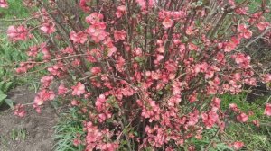 Зацвела японская айва (хеномелес).