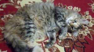 Котозарядка