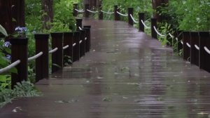 Звуки дождя. Видео для сна и расслабления 🌧️ Душевный покой