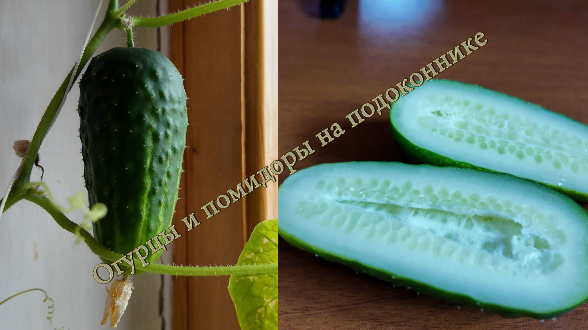 Огурцы и помидоры на подоконнике