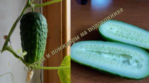 Огурцы и помидоры на подоконнике