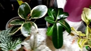 Выставка в Краснодаре 21 марта. ДК ж/д, 3 часть.