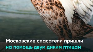 Московские спасатели пришли на помощь двум диким птицам