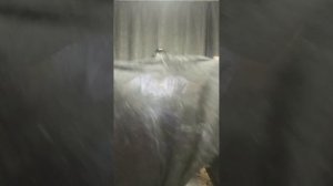 1000250923.mp4 Пуховые изделия у Ольги.т.89020931602