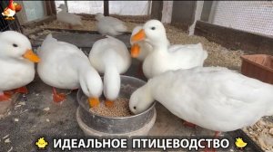 Идеальное птицеводство достойно восхищения 🐓🦆🦢🦚🦃🐔 эпизод (478)