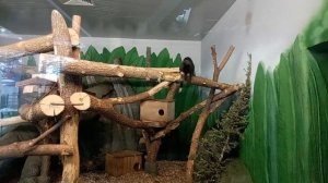 Масковые пальмовые циветты после завтрака 27.03.2026