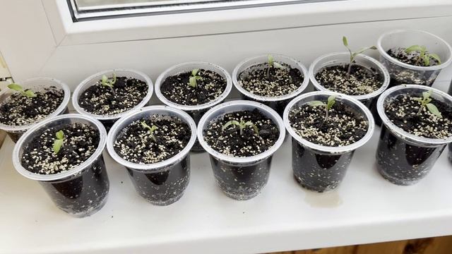 ПИКИРОВКА РАССАДЫ НА БАЛКОНЕ