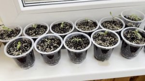 ПИКИРОВКА РАССАДЫ НА БАЛКОНЕ