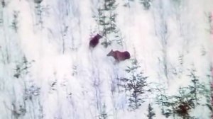 1987 год. Тюменская область. Лоси в заказнике