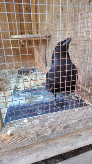 99 ночей в лесу с оленем