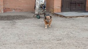 Собака барабака милая такая! Дубль 10.