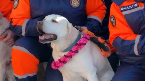 Лабрадора-спасателя торжественно проводили на пенсию в Казахстане