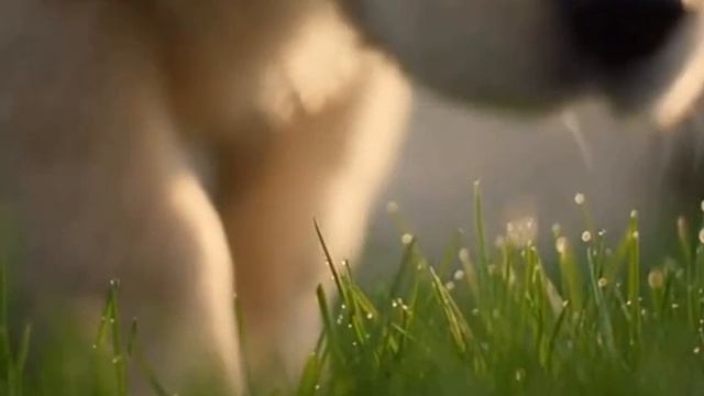 #puppy #nature #animals #cute #fyp