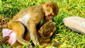 Маня ВОСПИТЫВАЕТ Анфису и дает ей понять, что ГЛАВНАЯ ЗДЕСЬ ОНА, но Анфиса просто так НЕ СДАЕТСЯ😂