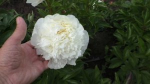 Пион A.E. Kundred