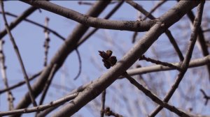 В Уфе вновь перекрыт абсолютный максимум температуры воздуха