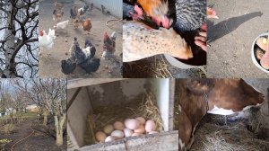 Просто жизнь в Деревне