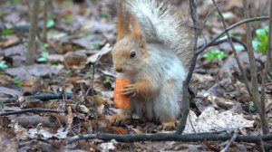 Белки и птицы. Зарисовка