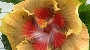 ИЗЛИШКИ растений на 02.04.26г ☘️ ч1