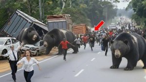 100 Брутальных атак животных, попавших на камеру.