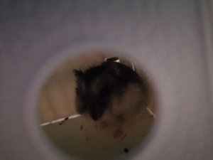 Хамяк ухажавать