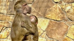 Как же Люська ХОЧЕТ СТАТЬ МАМОЙ! В ней столько заботы и любви, что хватит всем!