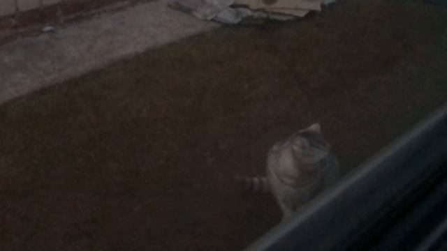 Что делать если застрял в машине а на улице котяра смотреть онлайн