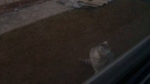 Что делать если застрял в машине а на улице котяра